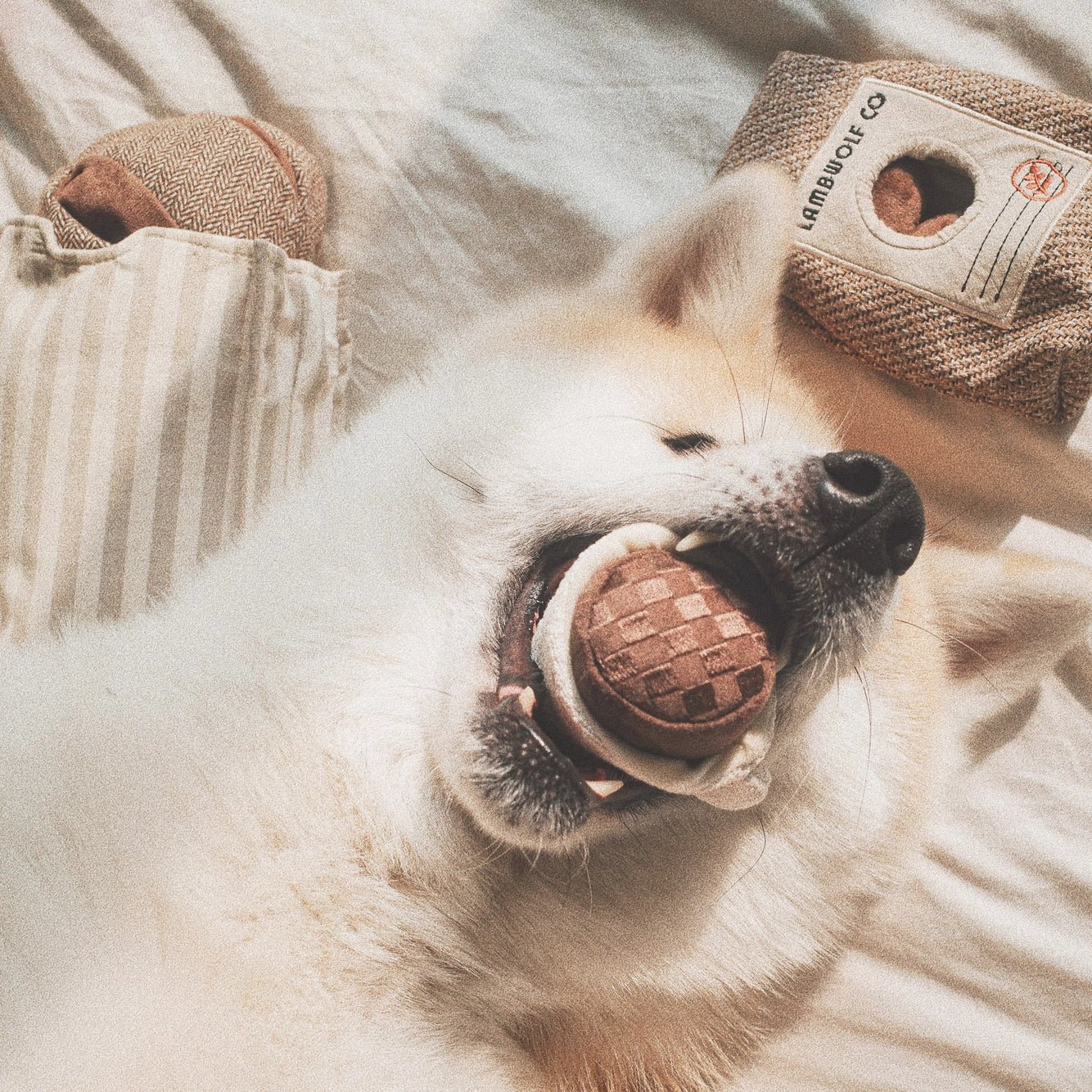 Alene Hjemme? Sådan Undgår Du Ødelagte Møbler - PupDeluxe.dk