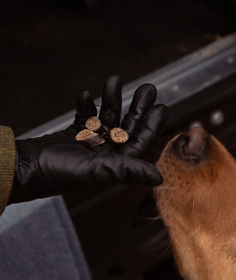 Den Bedste Ernæring til Din Hund – Trivsel Starter i Madskålen
