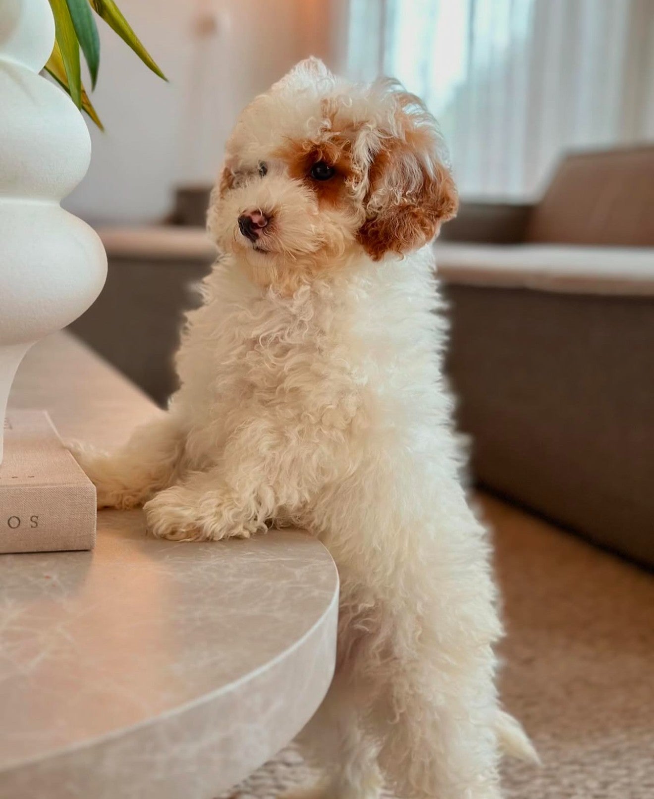 Hvalp på vej? Her er 10 Must-Haves - PupDeluxe.dk