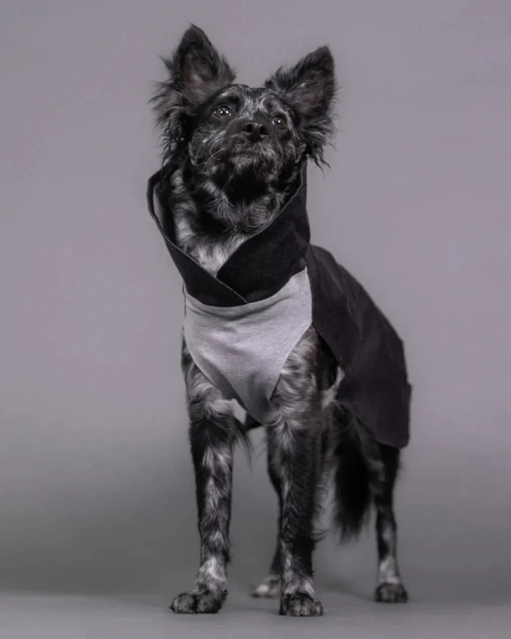 Vinterens Must-Haves til Din Hund