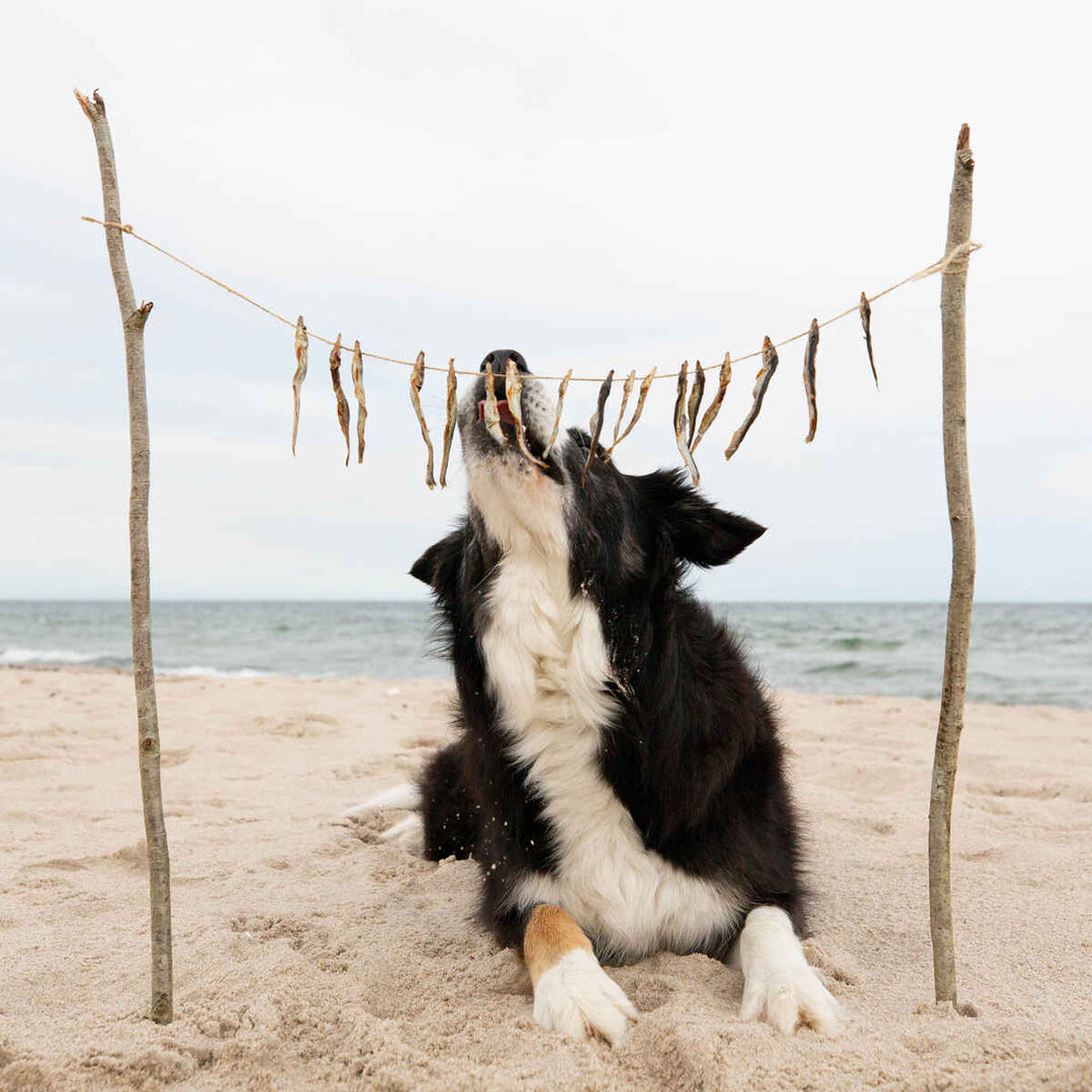 5 fejl næsten alle hundeejere laver (og hvordan du undgår dem)