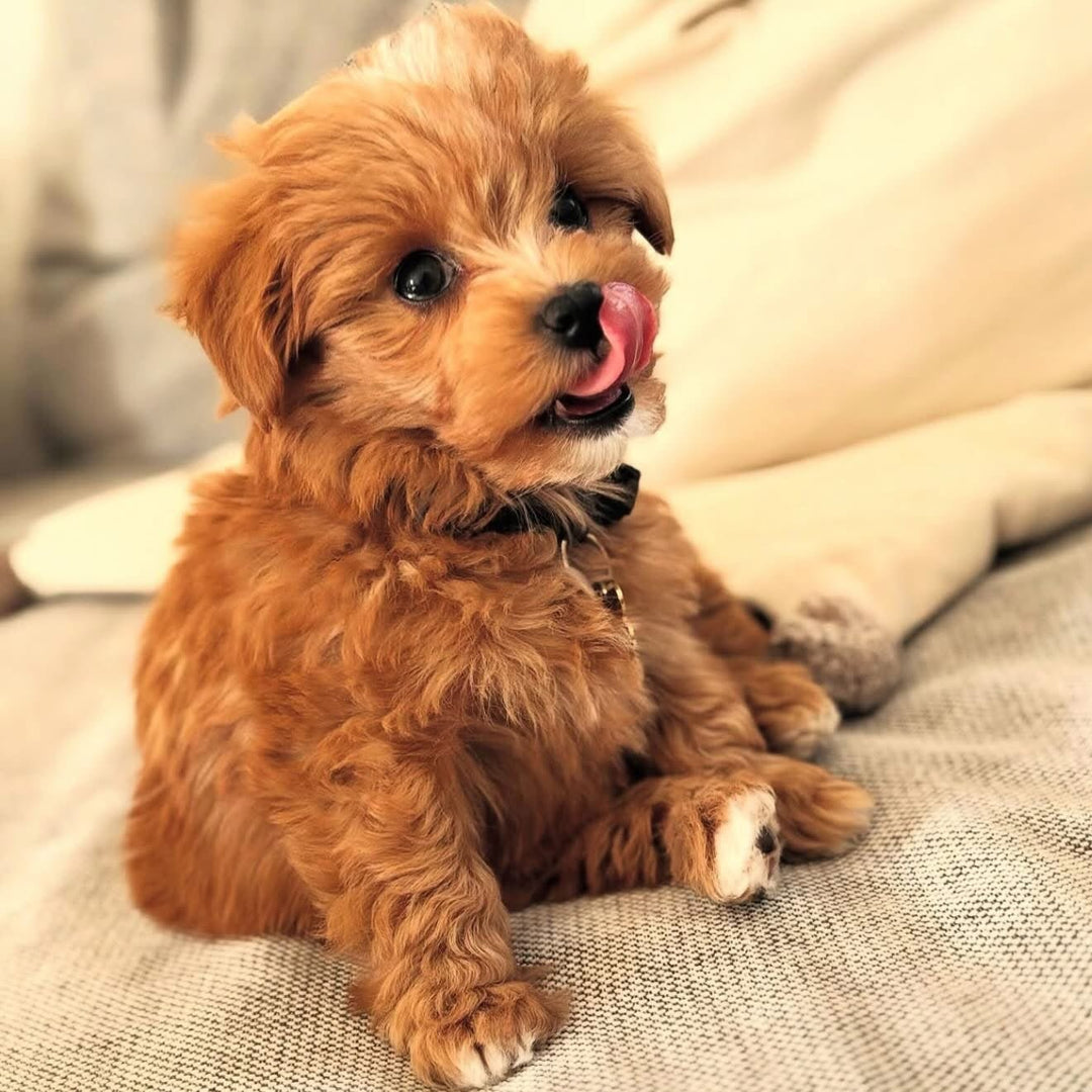 Tjekliste til din nye hvalp📝