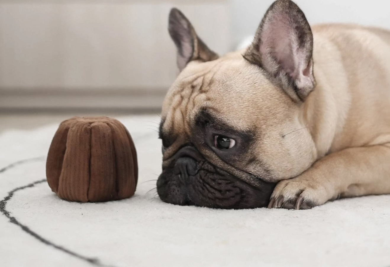 Aktivitetslegetøj til hunde