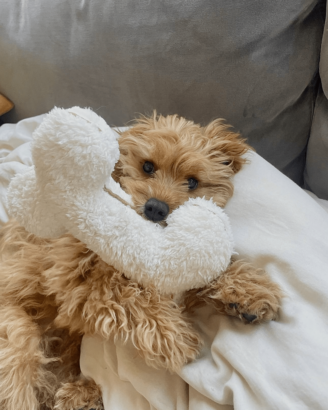 Legetøj - HappyPuppy.dk