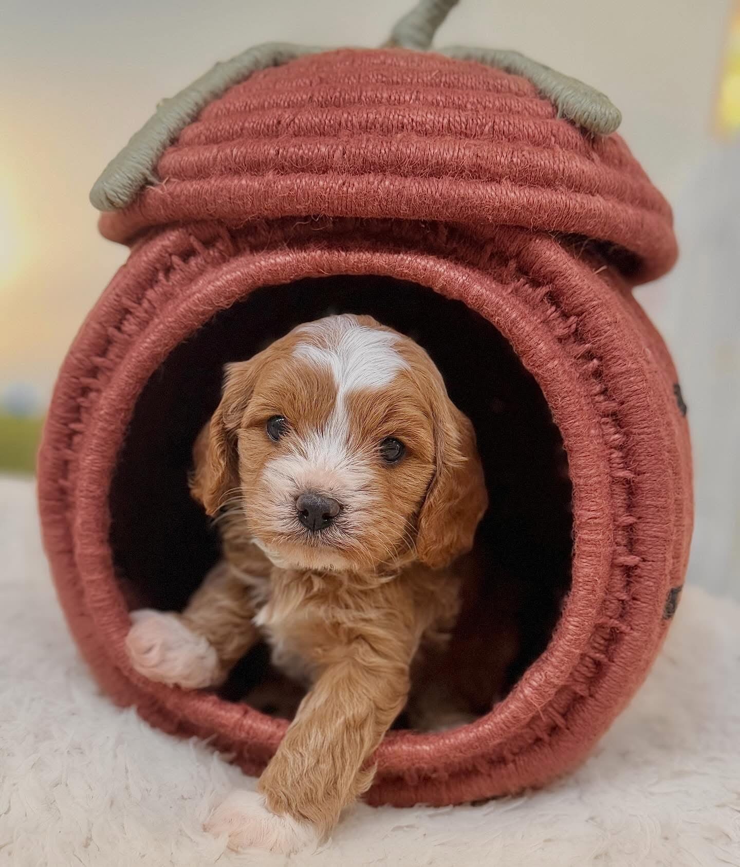Særligt til hvalpe - HappyPuppy.dk