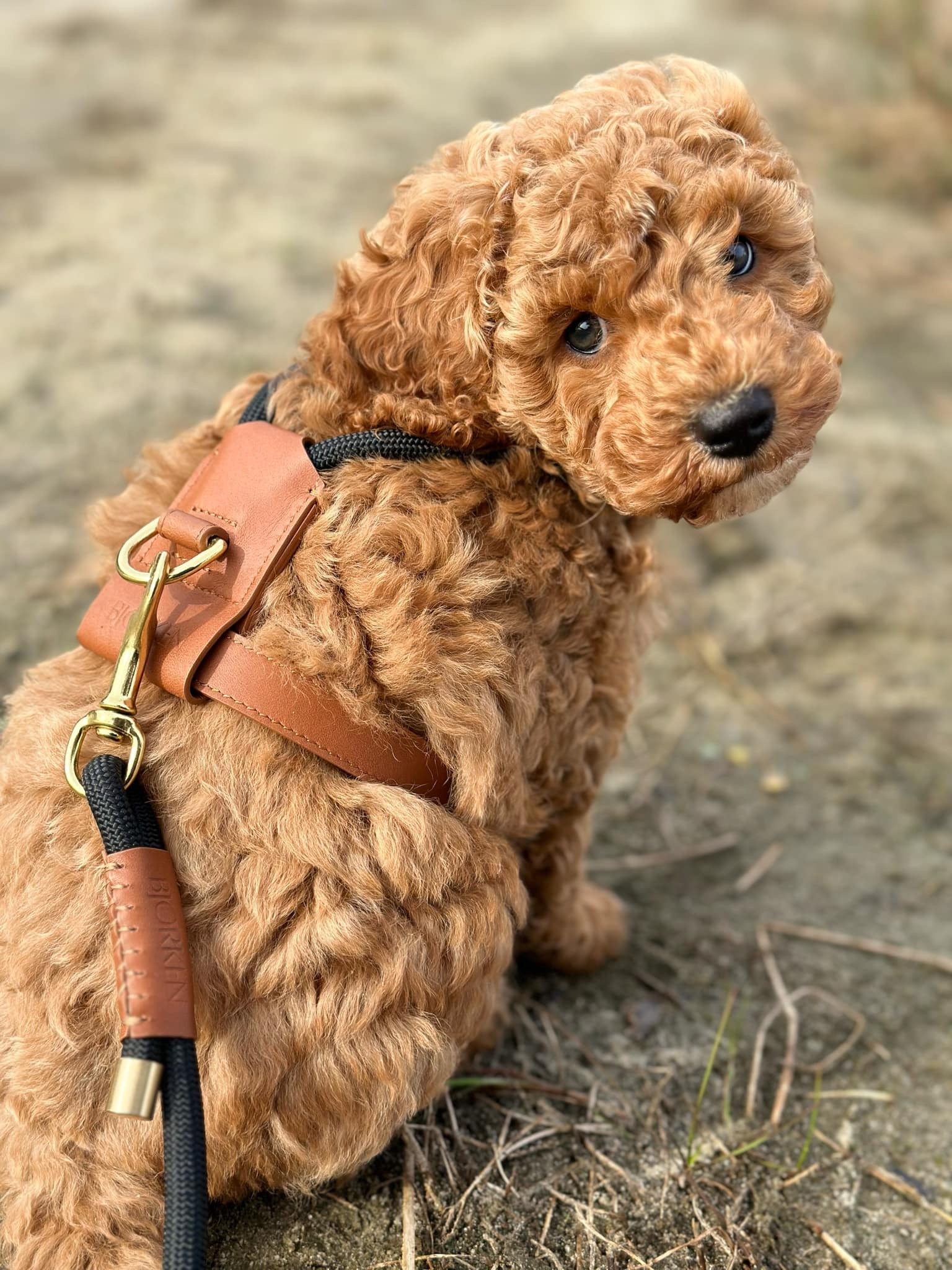 Seler, liner og halsbånd - HappyPuppy.dk