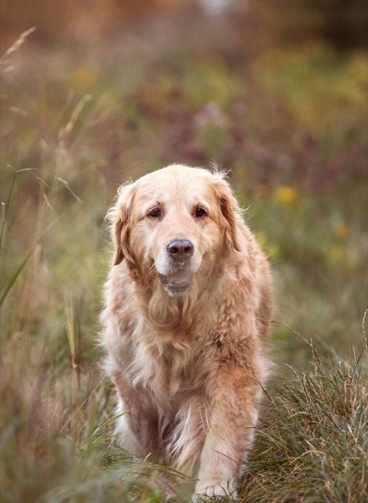 10KG ESSENTIAL OLDER - PupDeluxe.dk