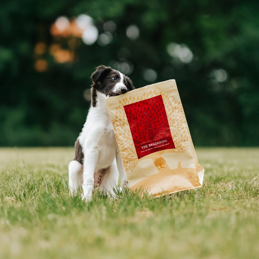 2,5KG SMALL SIZE ESSENTIAL THE BEGINNING