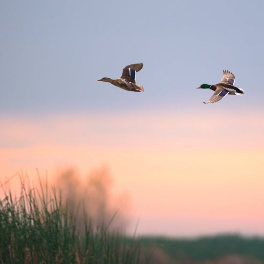 2,5KG SMALL SIZE ESSENTIAL THE BEGINNING