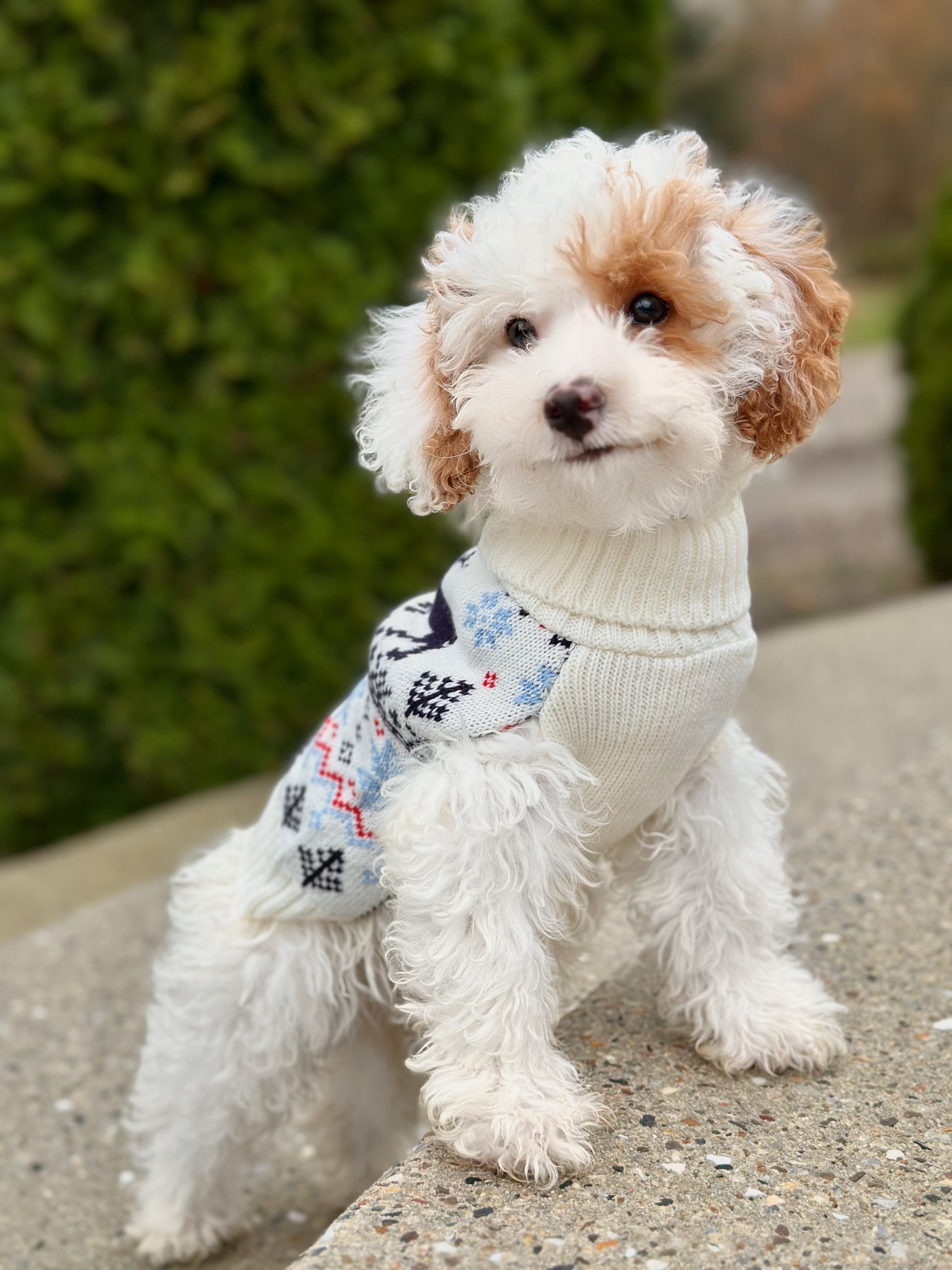 Limited Julesweater m. snoråbning Hvid - PupDeluxe.dk