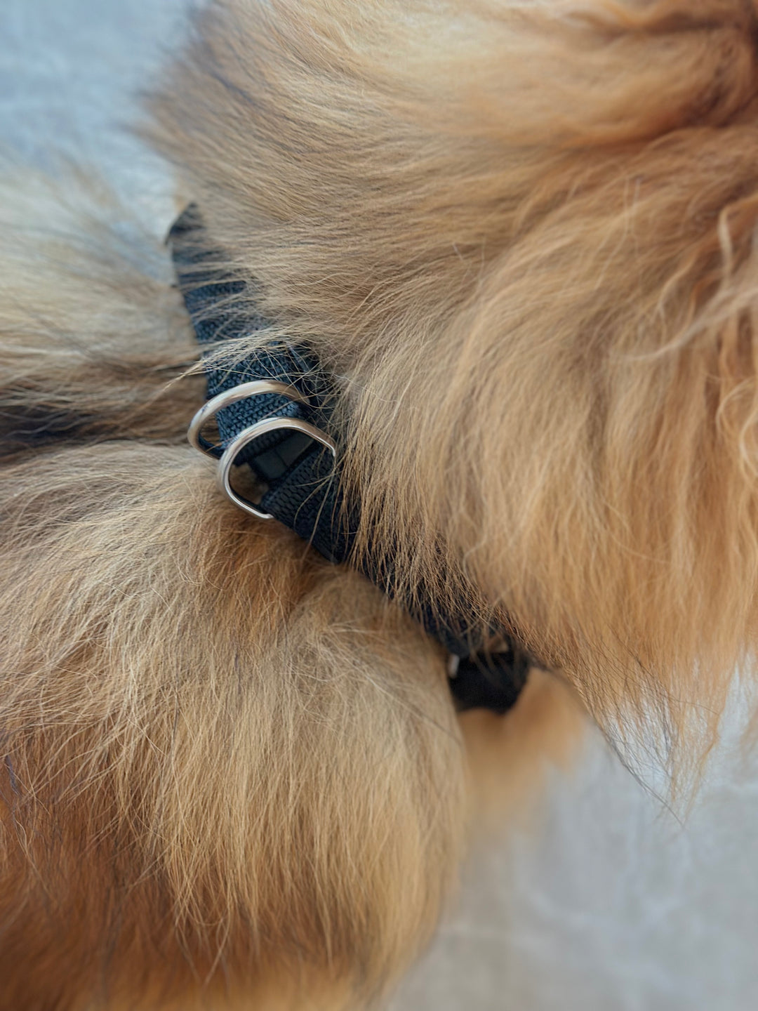 Sort hundesele - PupDeluxe.dk