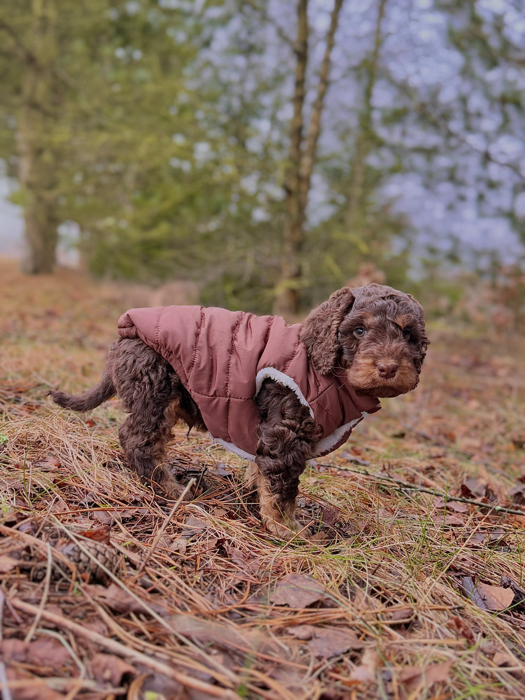 Zenora Step - in Dynejakke Kinder - PupDeluxe.dk
