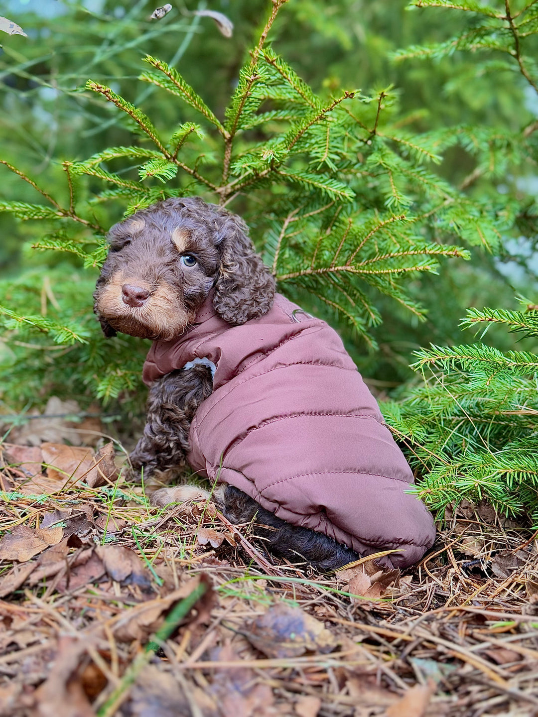 Zenora Step - in Dynejakke Kinder - PupDeluxe.dk