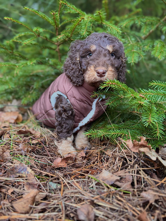 Zenora Step - in Dynejakke Kinder - PupDeluxe.dk