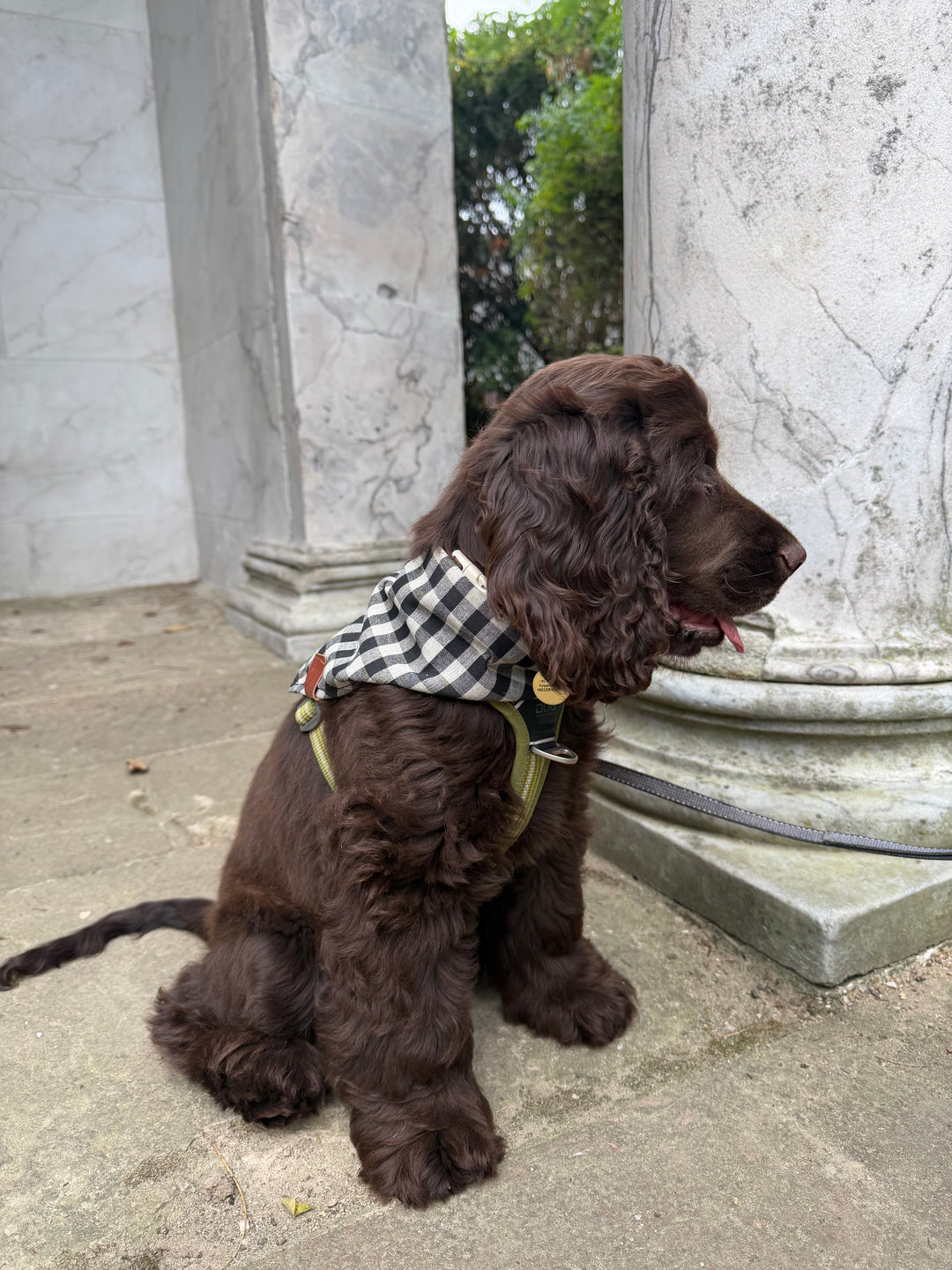 Zenora Hundebandana - Nordic Check