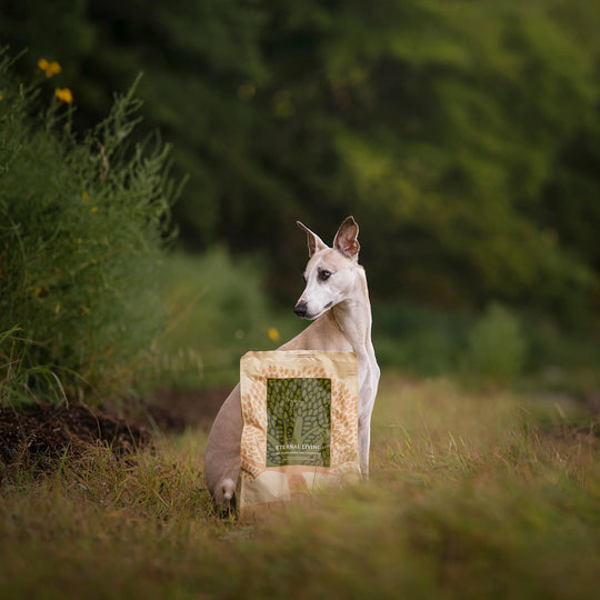2,5KG SMALL SIZE ESSENTIAL ETERNAL LIVING