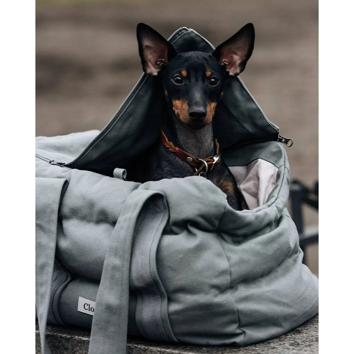 Cloud7 Hundetaske BERGAMO Canvas Grey - PupDeluxe.dk