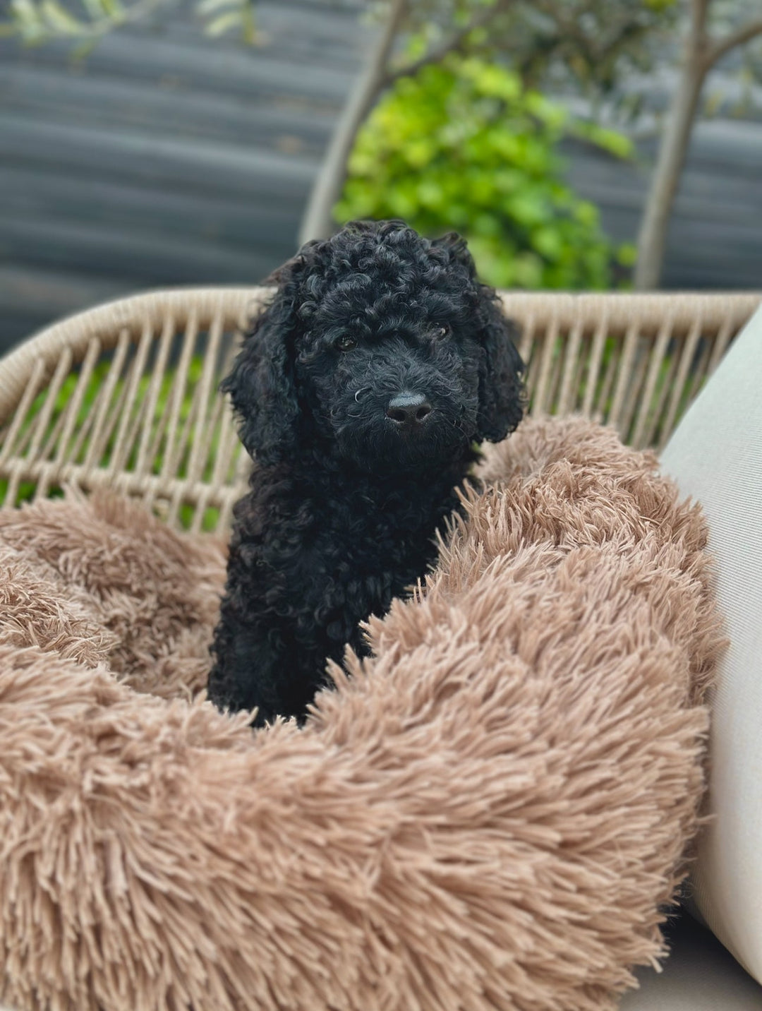 Donut Hundeseng - PupDeluxe.dk