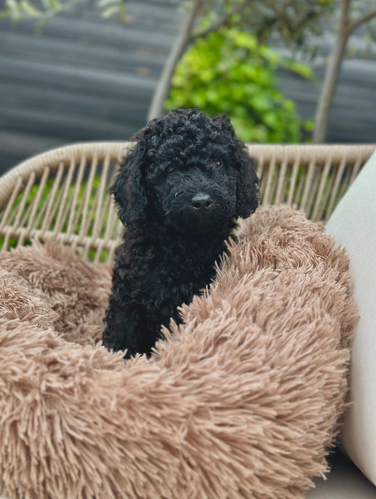 Donut Hundeseng - PupDeluxe.dk