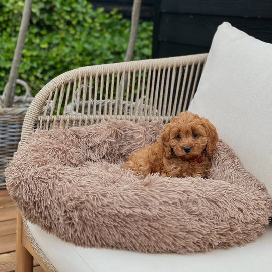 Donut Hundeseng - PupDeluxe.dk