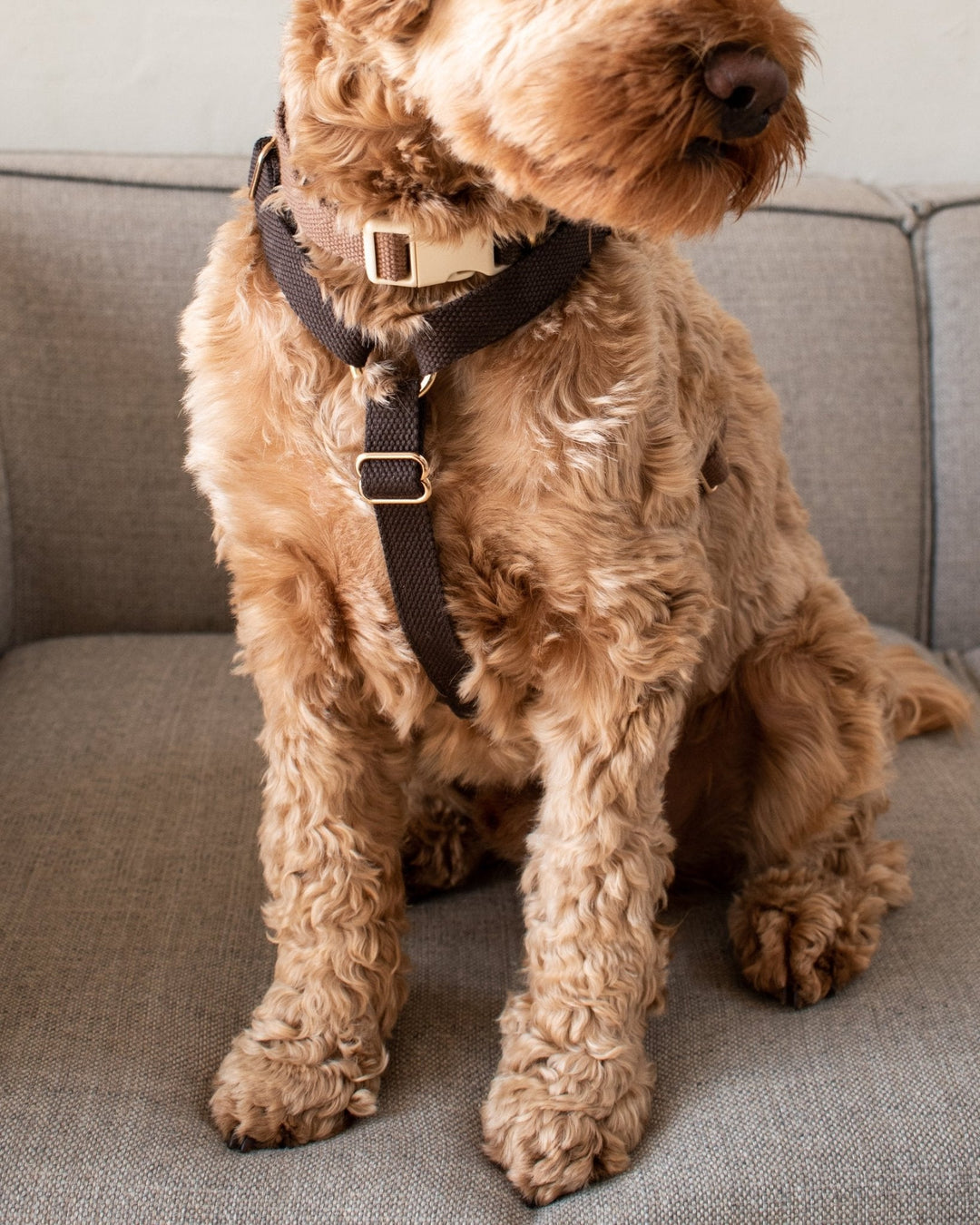 DREWS Chocolate / Justerbar hundesele (mørkebrun) - PupDeluxe.dk