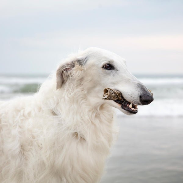 Essential Iceland Fish Delights 100g - PupDeluxe.dk