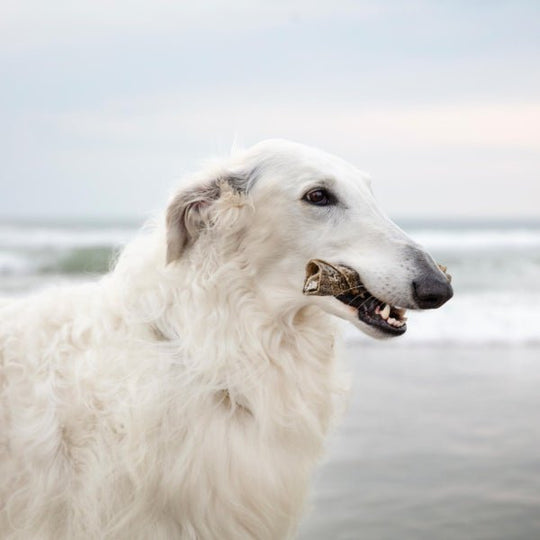 Essential Iceland Fish Delights 100g - PupDeluxe.dk