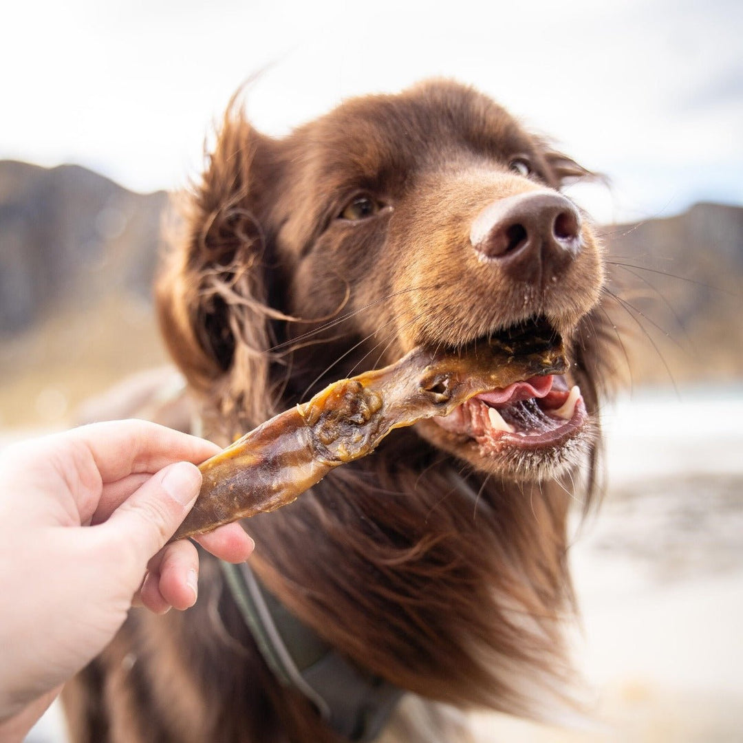 Essential Rabbit Delights 100g - PupDeluxe.dk