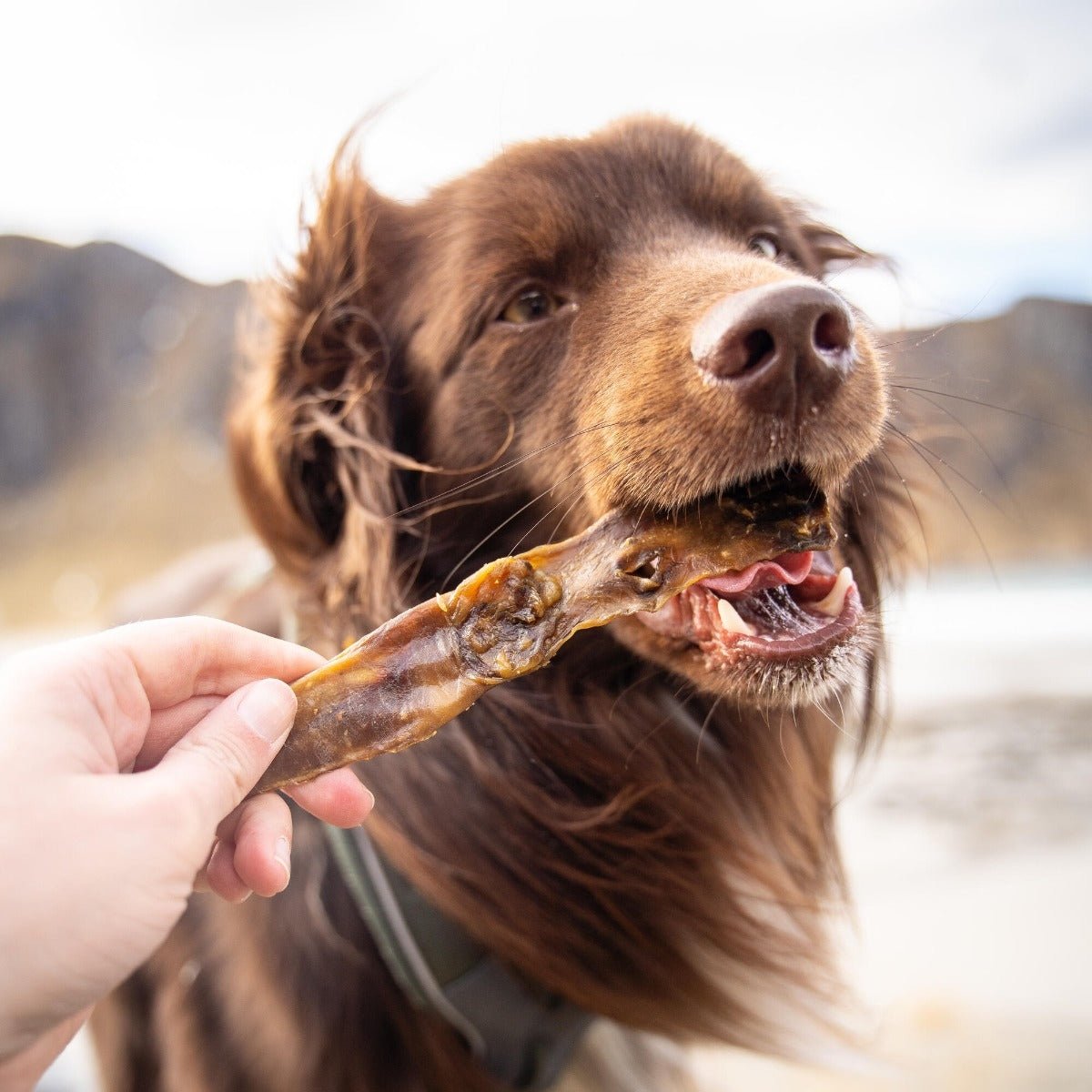 Essential Rabbit Delights 100g - PupDeluxe.dk