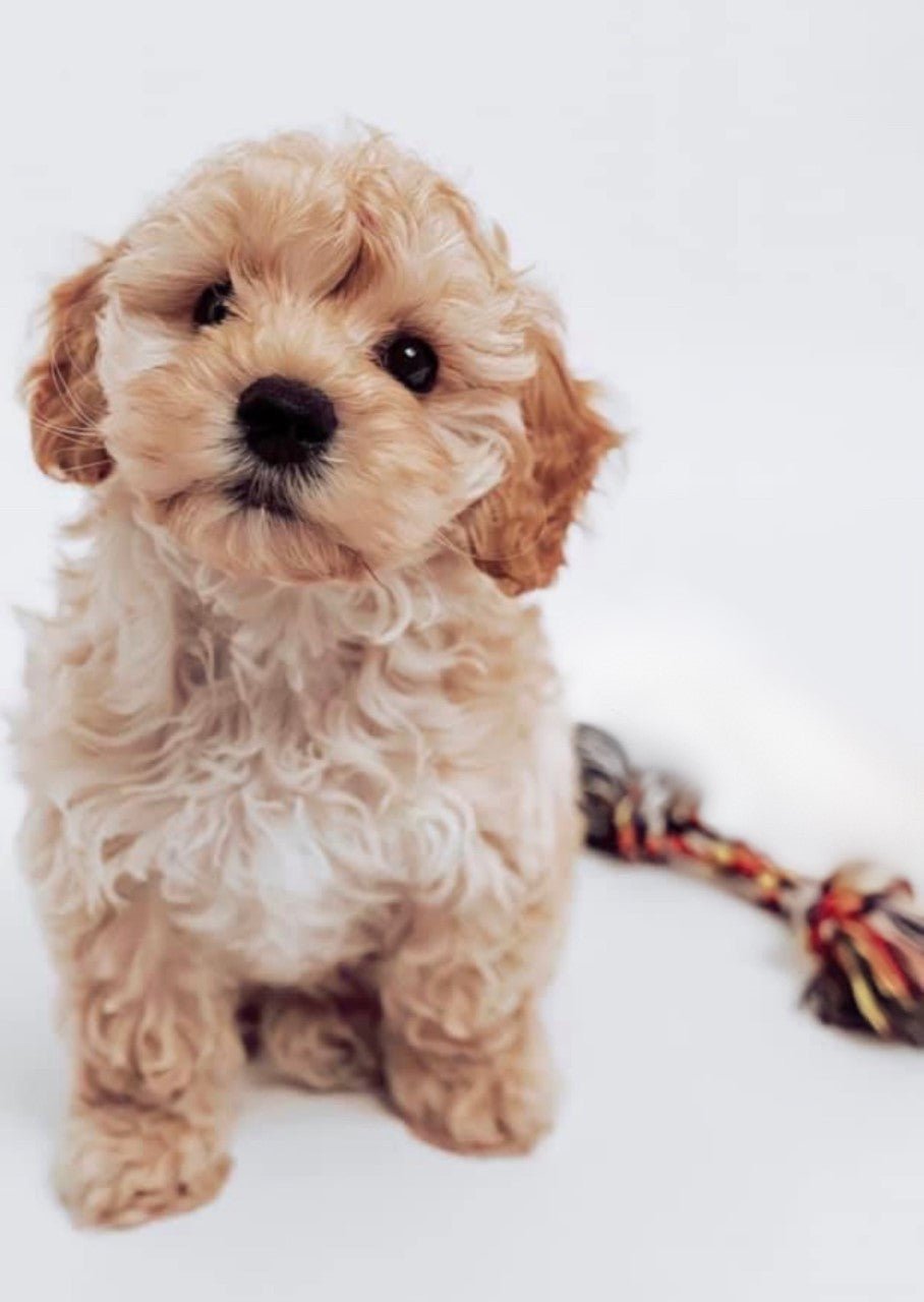 HappyPuppy gavekort - PupDeluxe.dk