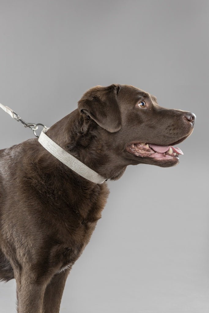 LAGO halsbånd - Beige - PupDeluxe.dk