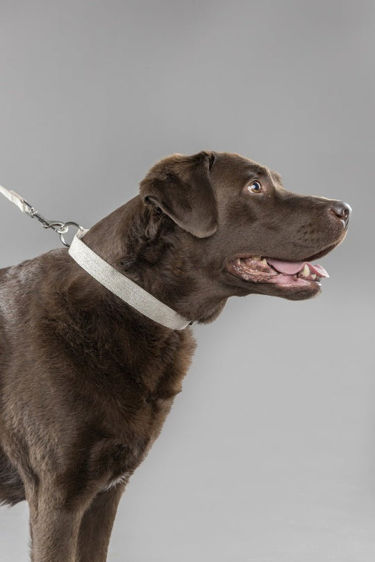 LAGO halsbånd - Beige - PupDeluxe.dk