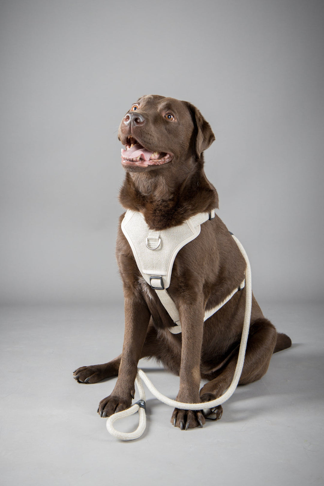 LAGO line - Beige - PupDeluxe.dk