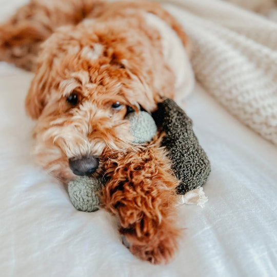 Lambwolf Pea Pop - PupDeluxe.dk