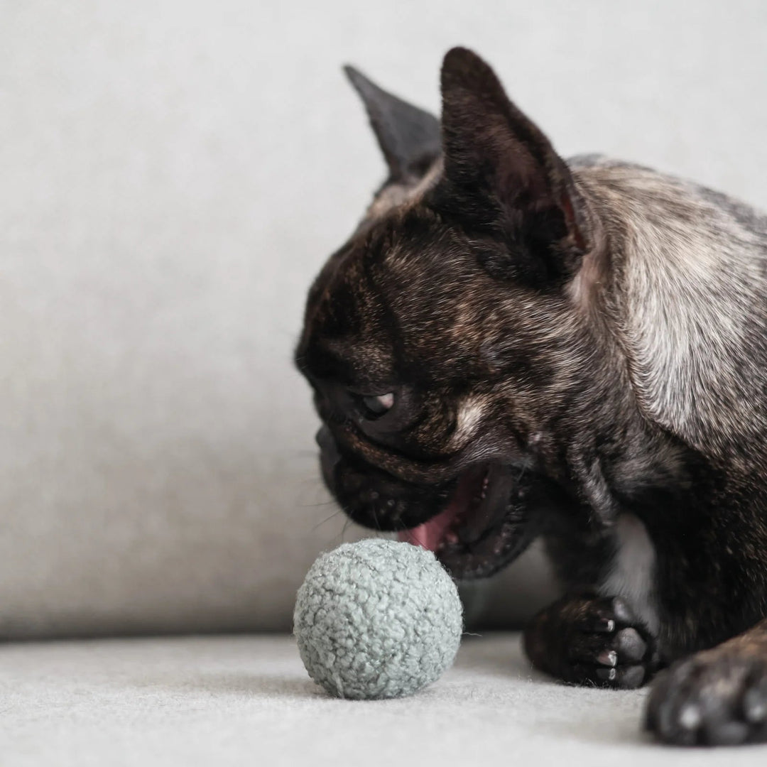 Lambwolf Pea Pop - PupDeluxe.dk