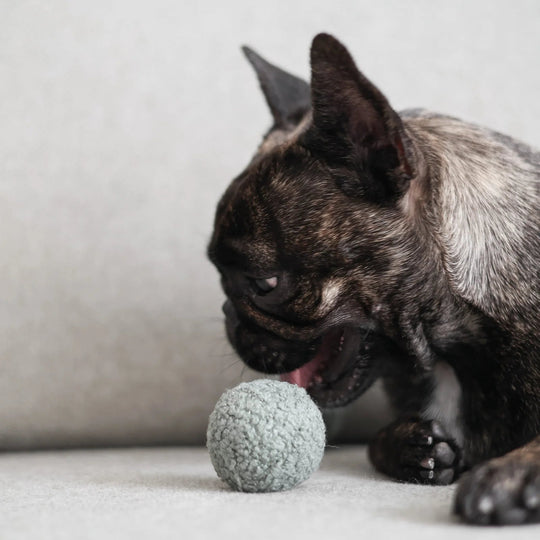 Lambwolf Pea Pop - PupDeluxe.dk