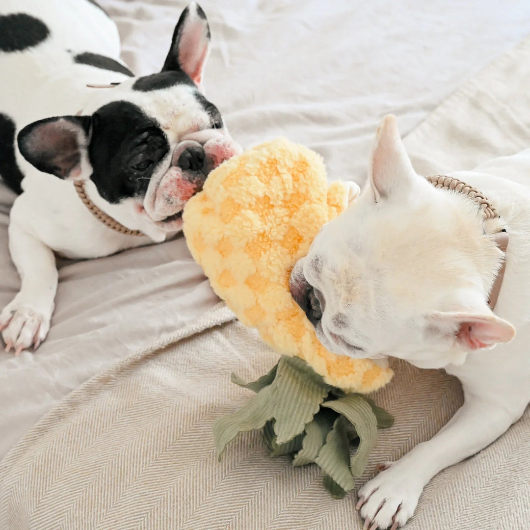 Lambwolf Pineapple Pop - PupDeluxe.dk