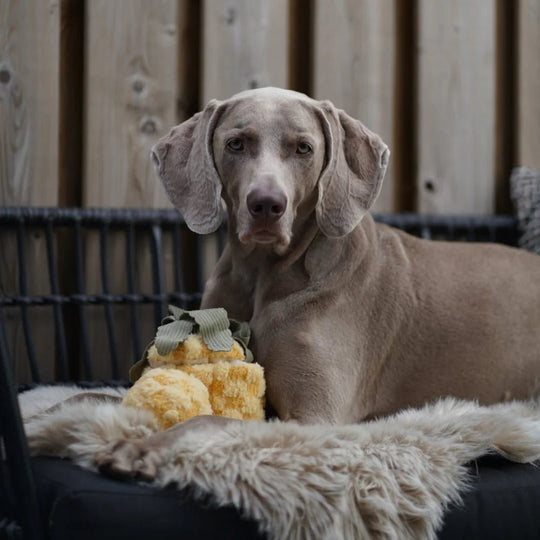 Lambwolf Pineapple Pop - PupDeluxe.dk