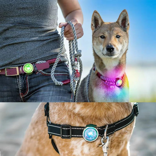 LED Hundelygte 8 - i - 1 Genopladelig - PupDeluxe.dk