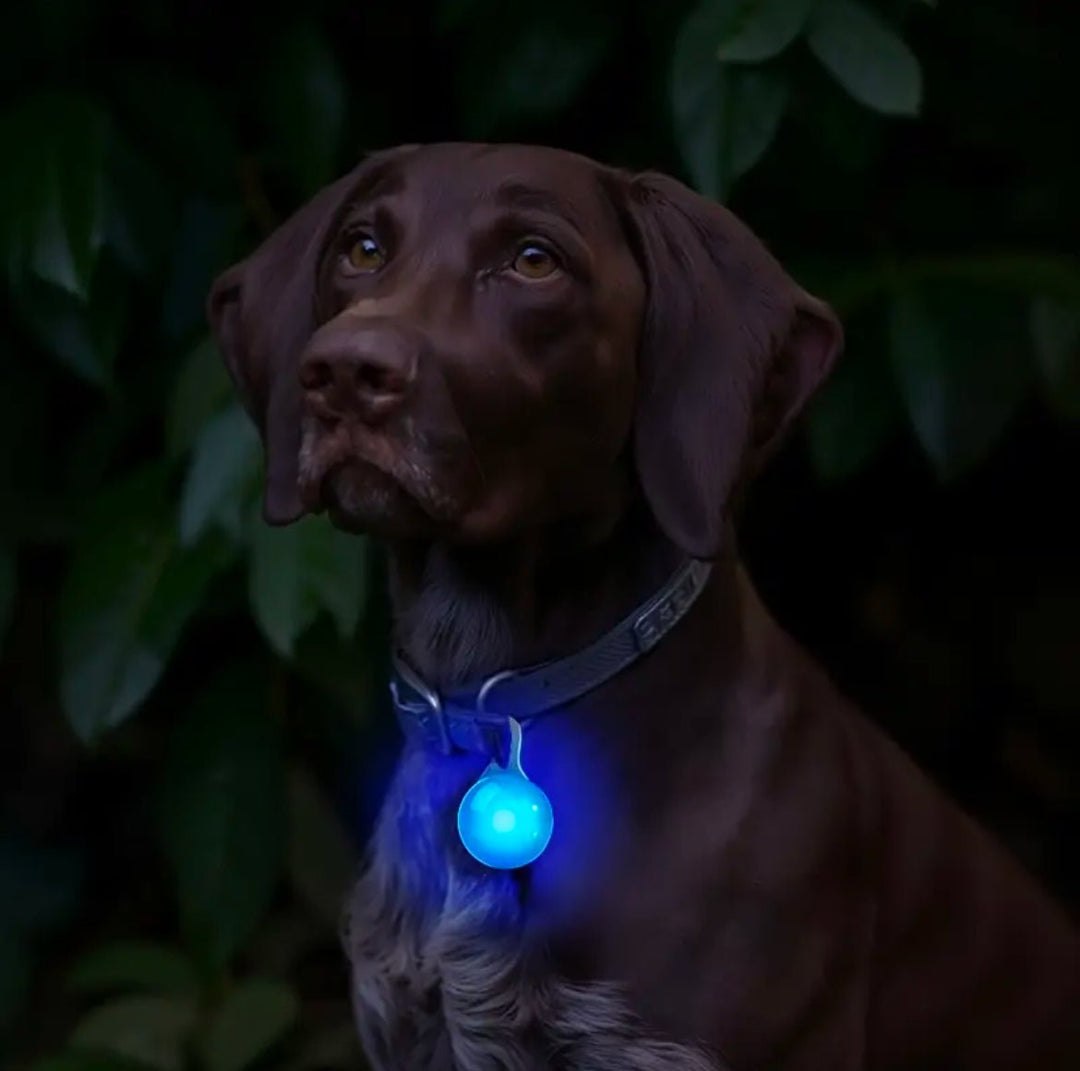 LED Hundelygte Kugle - PupDeluxe.dk