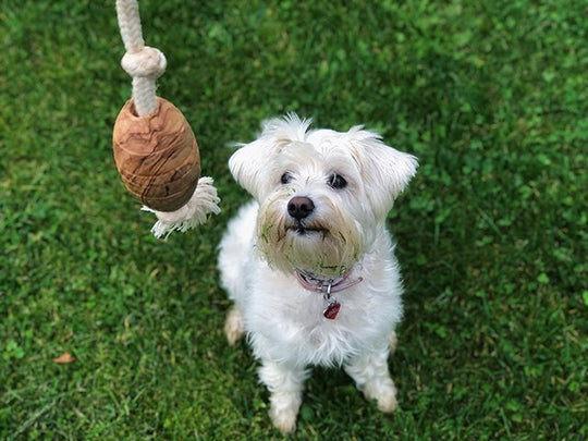 Olivi Rugby Med Bomuldsreb, Ca. 36 cm. - PupDeluxe.dk