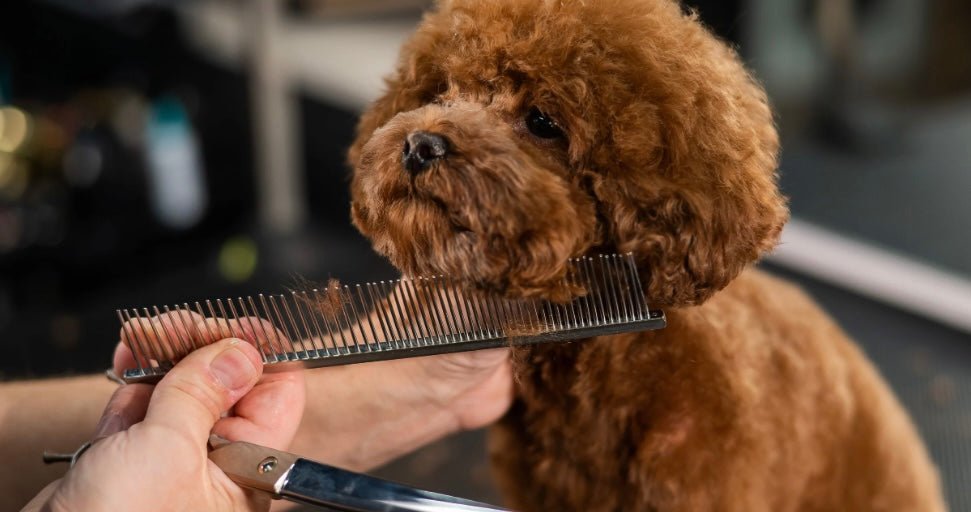 Saksesæt til hunde - PupDeluxe.dk