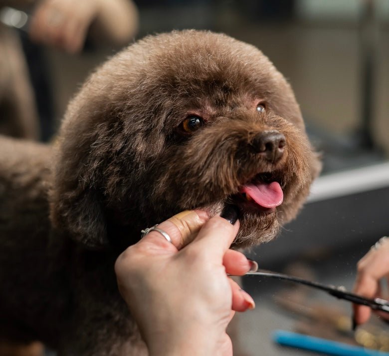 Saksesæt til hunde - PupDeluxe.dk