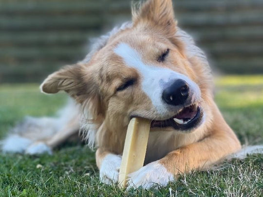 Tikki Himalaya Snack - PupDeluxe.dk