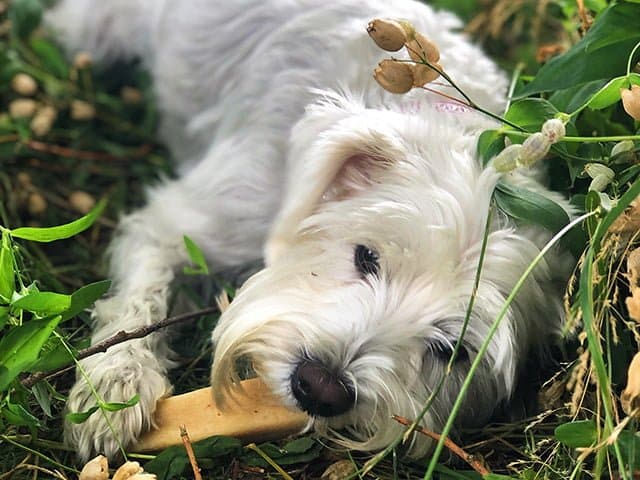 Tikki Himalaya Snack - PupDeluxe.dk