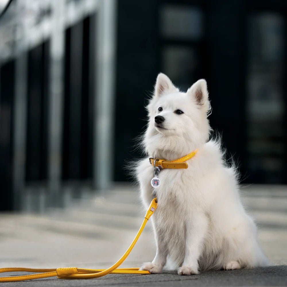 Waudog Rundsyet Læder Førerline - Gul - PupDeluxe.dk