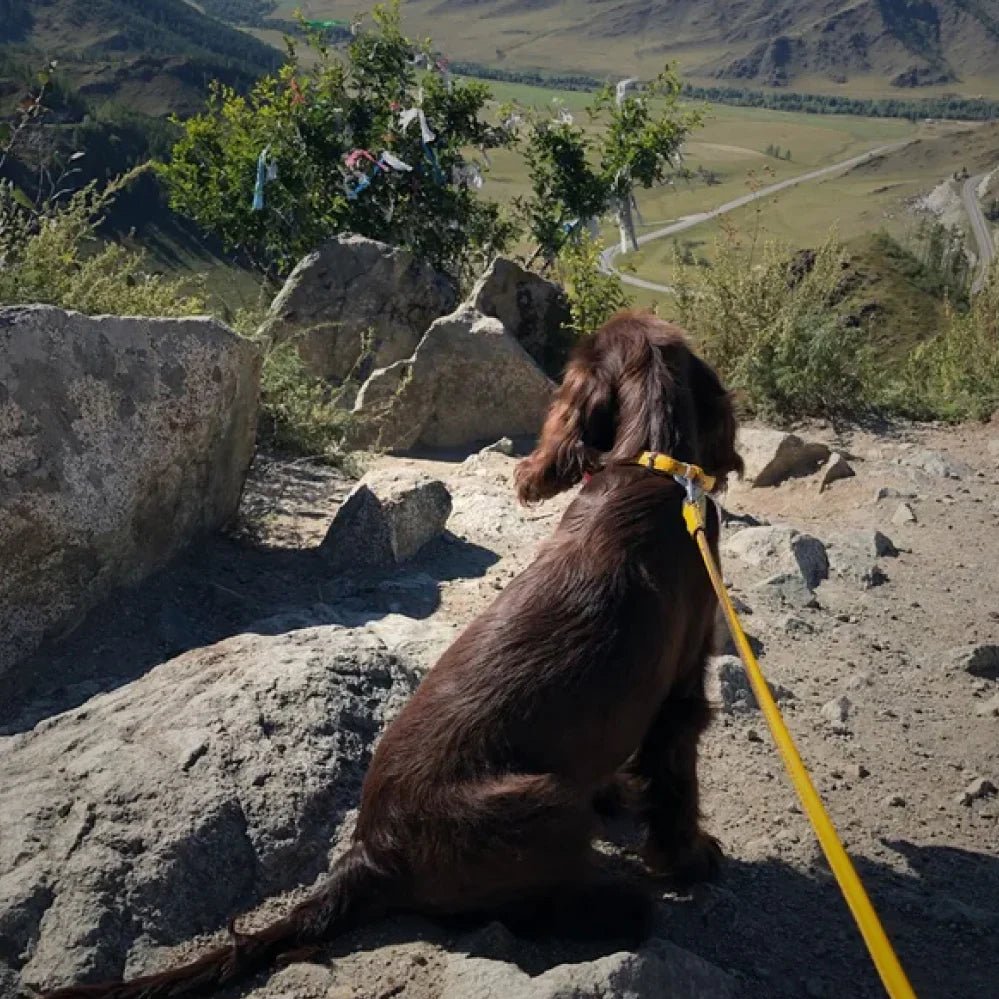 Waudog Rundsyet Læder Førerline - Gul - PupDeluxe.dk