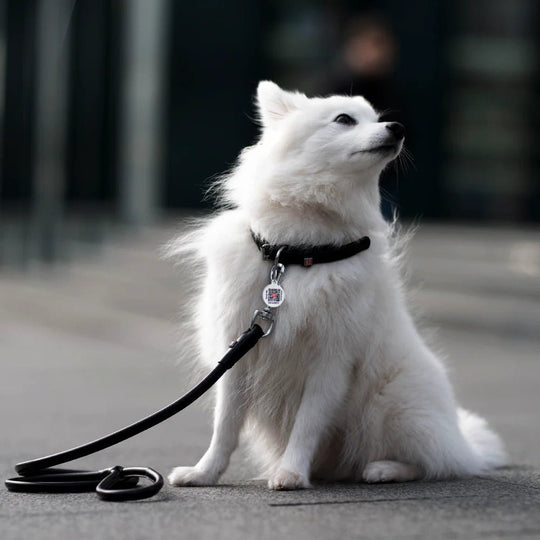 Waudog Rundsyet Læder Førerline - Sort - PupDeluxe.dk