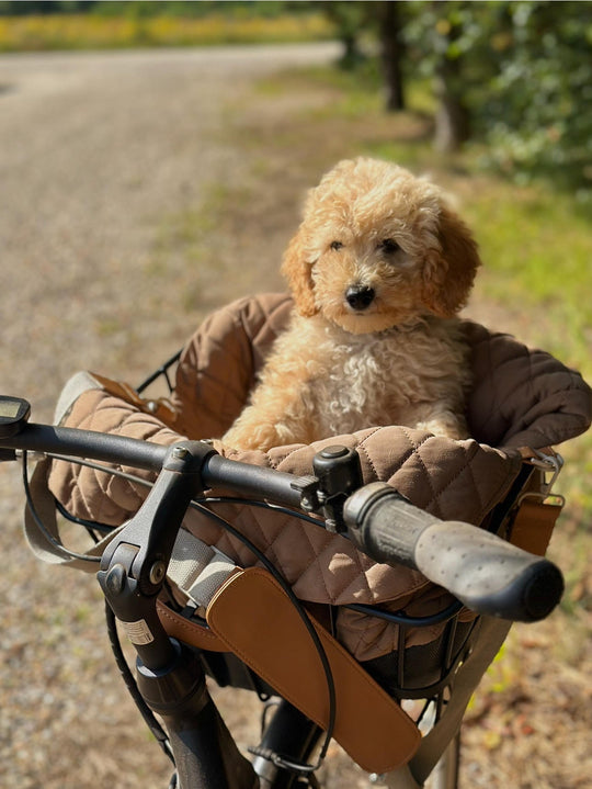 Zenora 3i1 hundetaske Brindisi - PupDeluxe.dk