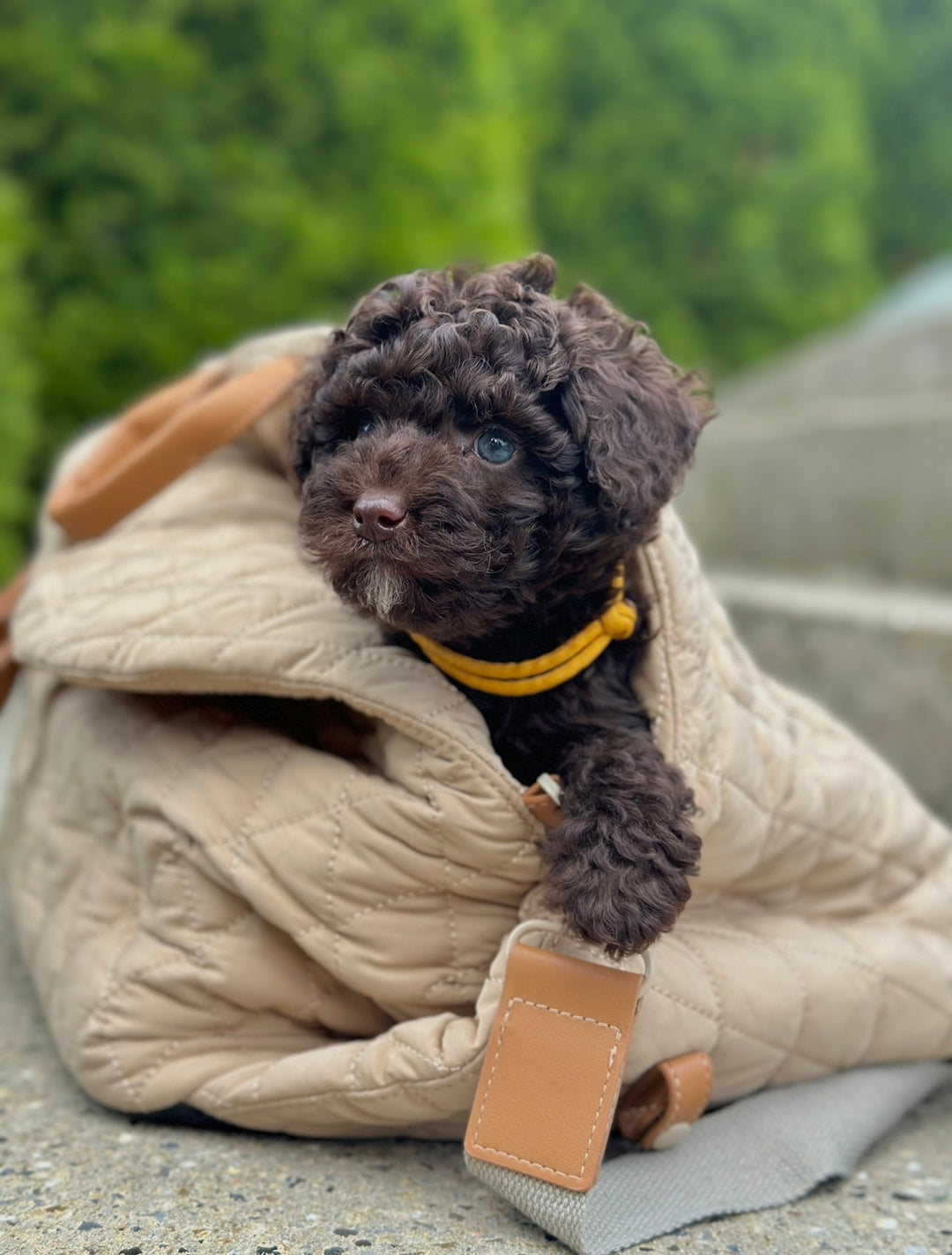 Zenora 3i1 hundetaske Brindisi - PupDeluxe.dk